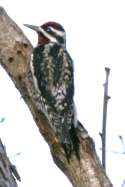Yellow-bellied Sapsucker