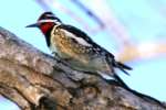Yellow-bellied Sapsucker