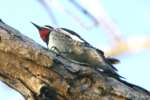 Yellow-bellied Sapsucker