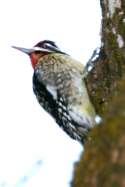 Yellow-bellied Sapsucker