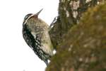 Yellow-bellied Sapsucker