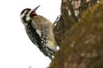 Yellow-bellied Sapsucker