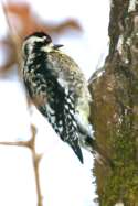 Yellow-bellied Sapsucker