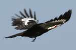 Pileated Woodpecker in Flight