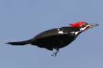 Pileated Woodpecker in Flight