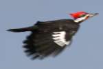 Pileated Woodpecker in Flight