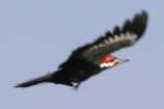 Pileated Woodpecker in Flight