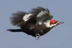 Pileated Woodpecker in Flight