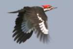 Pileated Woodpecker in Flight
