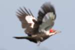 Pileated Woodpecker in Flight