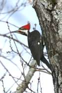 Pileated Woodpecker