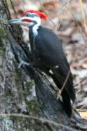 Pileated Woodpeckerers