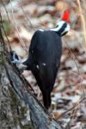 Pileated Woodpeckerers