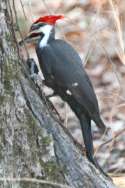 Pileated Woodpeckerers