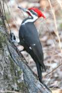 Pileated Woodpeckerers