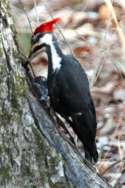 Pileated Woodpeckerers