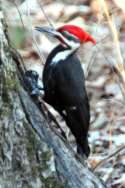 Pileated Woodpeckerers