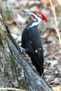 Pileated Woodpeckerers