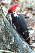 Pileated Woodpeckerers