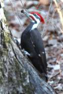 Pileated Woodpeckerers