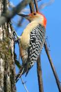Red-bellied Woodpecker