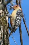 Red-bellied Woodpecker
