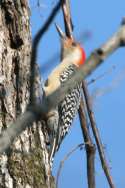 Red-bellied Woodpecker