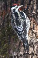 Yellow-bellied Sapsucker