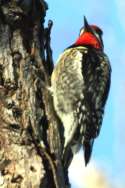 Yellow-bellied Sapsucker