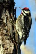 Yellow-bellied Sapsucker