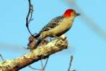 Red-bellied Woodpecker