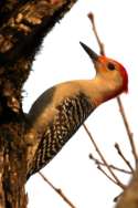 Red-bellied Woodpecker