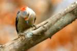 Red-bellied Woodpecker
