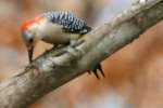Red-bellied Woodpecker