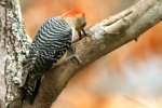 Red-bellied Woodpecker