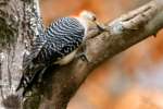 Red-bellied Woodpecker