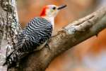 Red-bellied Woodpecker