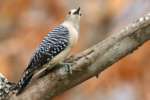 Red-bellied Woodpecker