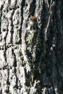 Yellow-bellied Sapsucker