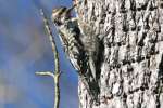 Yellow-bellied Sapsucker