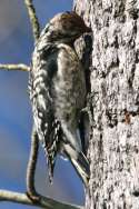 Yellow-bellied Sapsucker