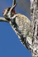 Yellow-bellied Sapsucker