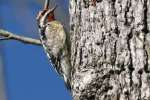 Yellow-bellied Sapsucker