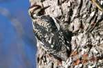 Yellow-bellied Sapsucker