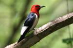 Red-headed Woodpecker