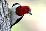 Red-headed Woodpecker