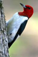 Red-headed Woodpecker