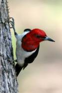 Red-headed Woodpecker