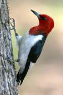 Red-headed Woodpecker