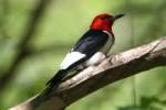 Red-headed Woodpecker
